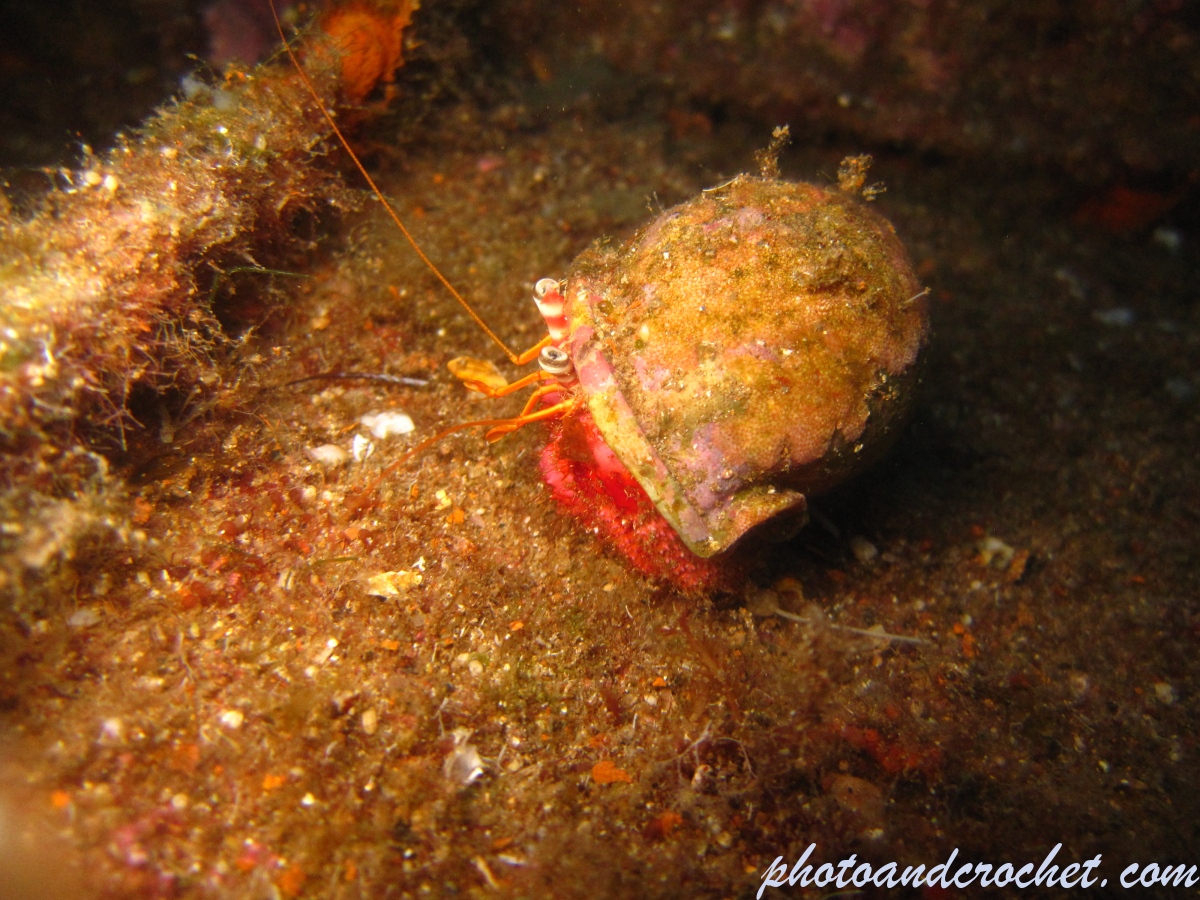 Hermit Crab - Image